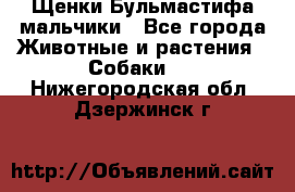 Щенки Бульмастифа мальчики - Все города Животные и растения » Собаки   . Нижегородская обл.,Дзержинск г.